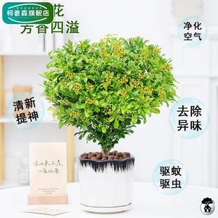 开b5bd9494花驱蚊绿植盆香景花盆客厅 米兰内花栽苗植物室香味四季