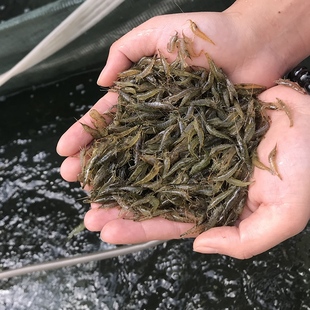 活虾小虾米龟粮鳄龟饲料观赏淡水清鱼缸垃圾黑壳虾除藻虾 喂乌龟