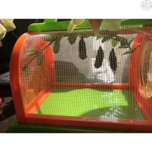 真蝴蝶蛹可孵化幼虫蝴蝶卵活体小学生儿童饲养观察蛹化茧成蝶