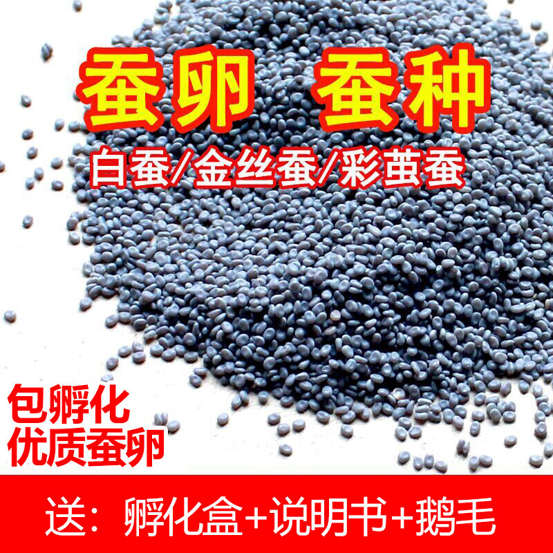 蚕卵包邮蚕宝宝活体蚕种春蚕卵蚕蚕籽送孵化盒送鹅毛新鲜桑叶养蚕图片