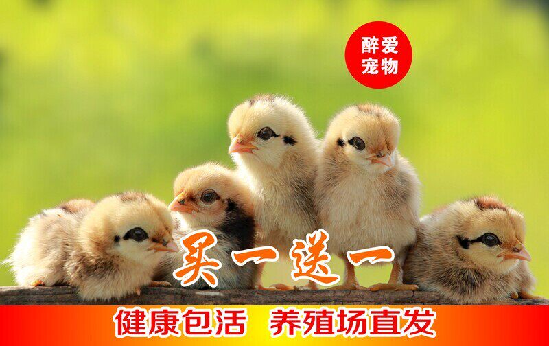 小鸡活零售 网红小鸡宠物鸡家禽家养土鸡仔鸡活体