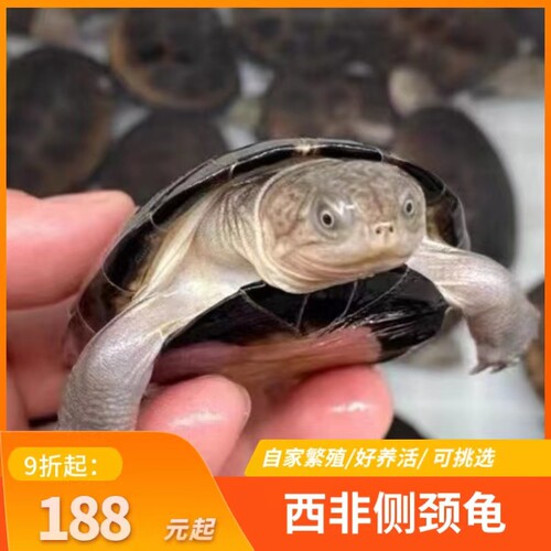 外塘养殖西非侧颈龟苗宠物活体沼泽侧颈深水蛋龟热带网红造景乌龟