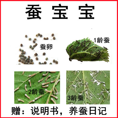 蚕宝宝活体1龄蚁蚕 2龄小蚕 3龄蚕 白丝金丝蚕配新鲜桑叶蚕卵蚕种