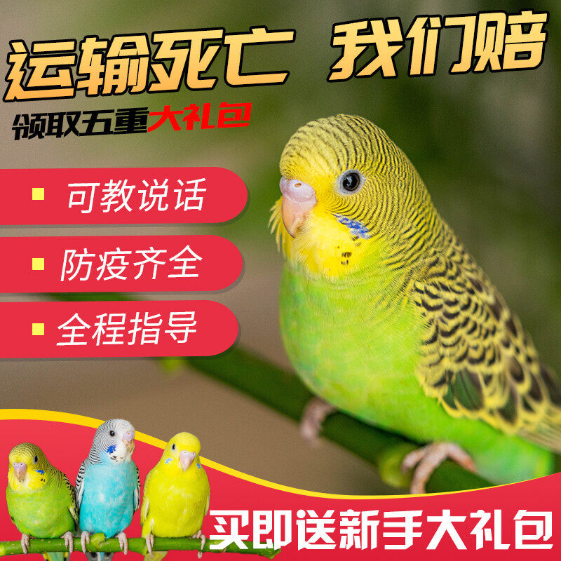 虎皮鹦鹉活鸟中小型会说话的宠物鸟活物手养玄凤幼鸟小鸟活体鸟笼