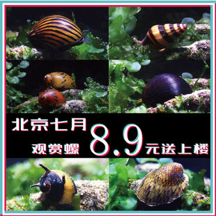 北京七月水族除藻观赏螺斑马螺军帽螺杀手螺洋葱螺蜜蜂角螺鲍套餐
