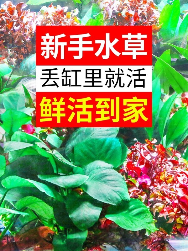 鱼缸水草植物活体水培懒人套餐莫斯造景真增氧阴性蜈蚣草沉木水榕