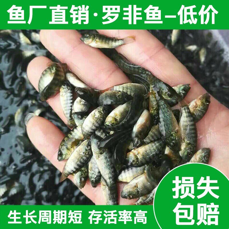 脆肉罗非鱼苗富吉罗非鱼苗非洲鲫鱼苗福寿鱼鱼苗淡水养殖鱼苗打氧图片