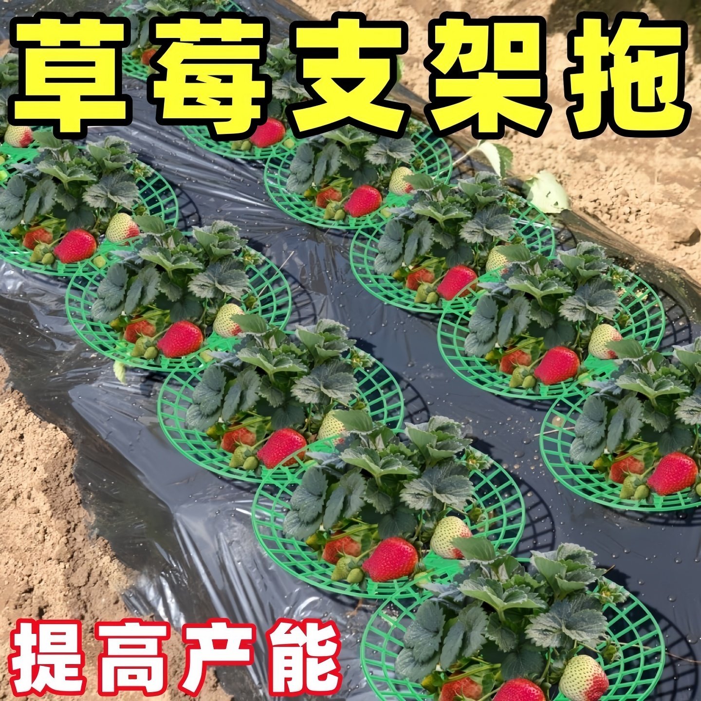 草莓立体栽培架防烂水培
