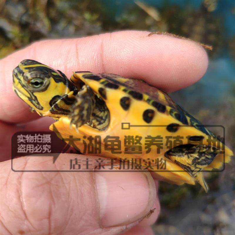 外塘红耳巴西龟大小黄耳巴西龟苗深水黄耳杂食龟小乌龟观赏龟爆款