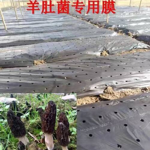 黑色羊肚菌农用打孔地膜白色保温保湿透气拱棚膜有孔反光实惠薄膜