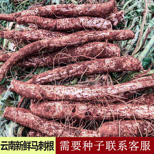 云南现挖新鲜马刺根鸡刺根大蓟根刺萝卜恶鸡婆炖鸡炖排骨炖猪蹄