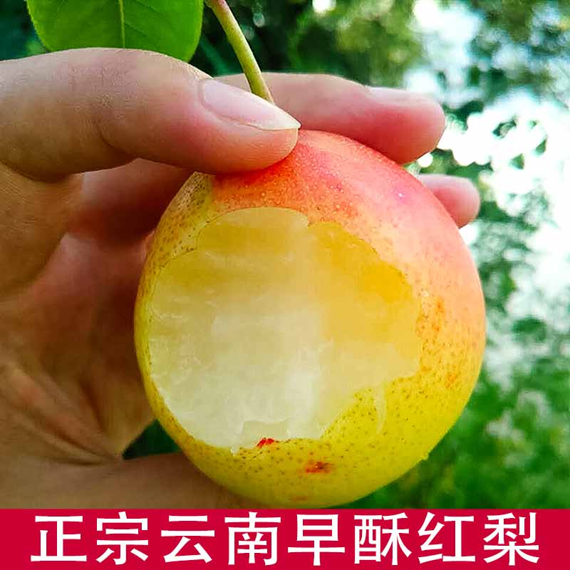 云南梨秘庄新鲜应季水果