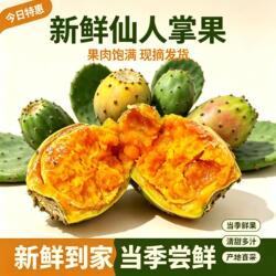 云南新鲜仙人掌果当季现摘现发清甜多汁产地直采果肉饱满去毛发货