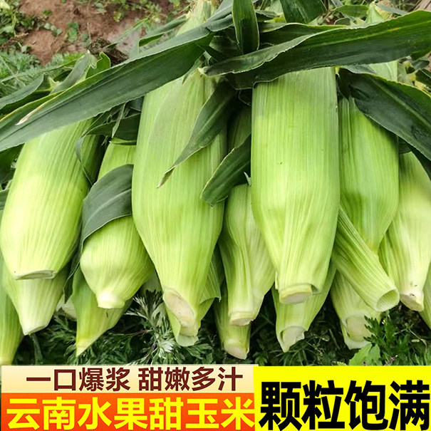 云南农家新鲜现摘可生吃水果玉米