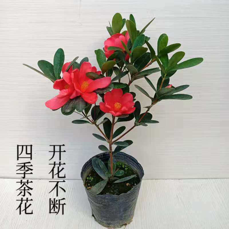 四季杜鹃茶海棠茶夏日系列茶花苗四季开花不断阳台绿植庭院花卉