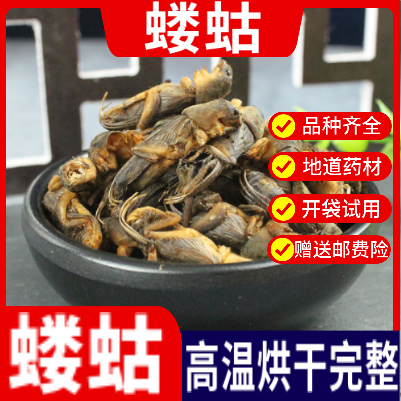 中药材新货蝼蛄土狗250克店皇虫