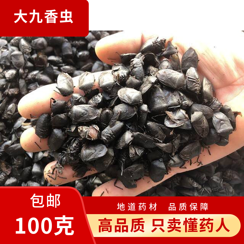 九香虫中药材正品野生黑兜虫蜣螂虫打屁虫屁巴虫瓜黑蝽药用批发