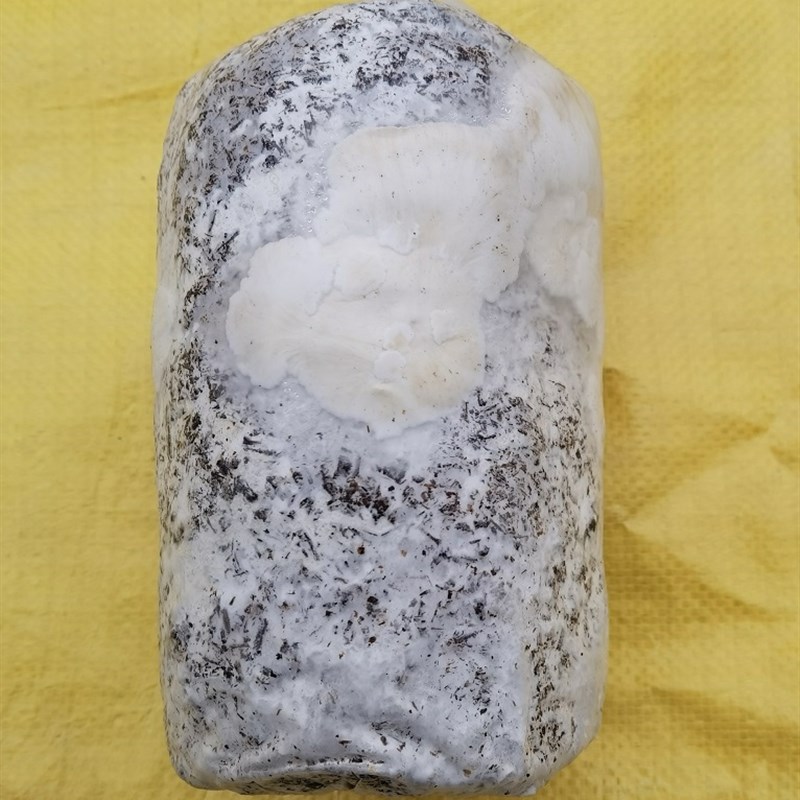 平菇菌种玉米芯种植平菇栽培三级种1包大包食用菌盆栽喷水出菇