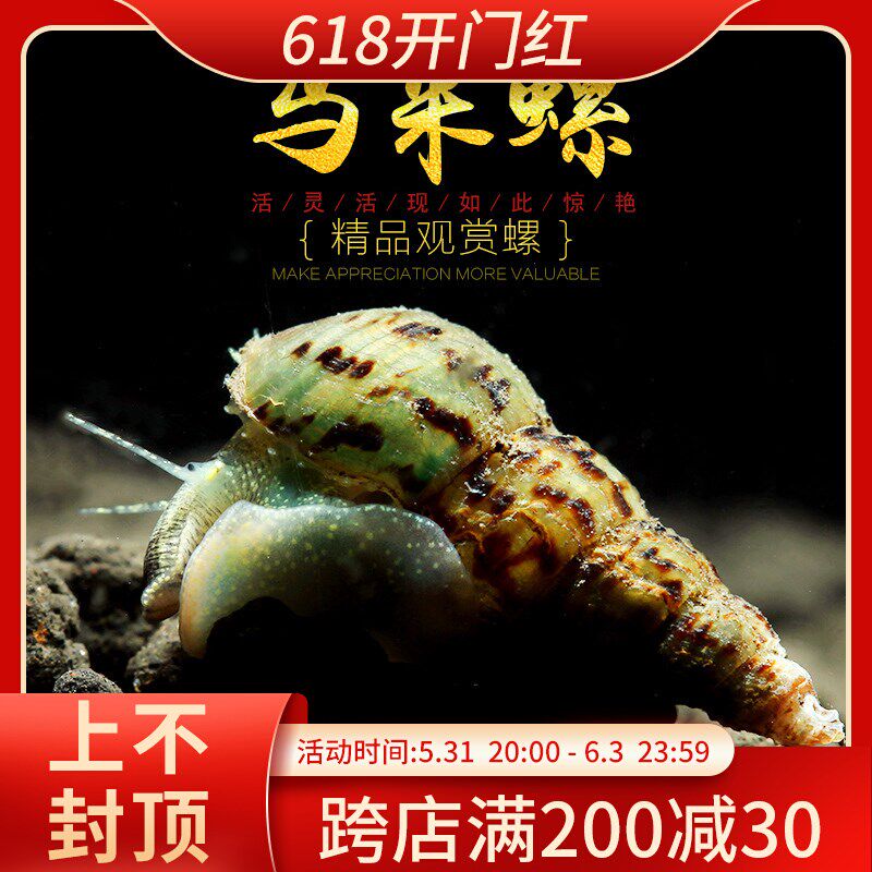 马来螺淡水观赏螺苹果螺鱼缸除藻清洁翻砂工具螺吃残食淡水螺活体