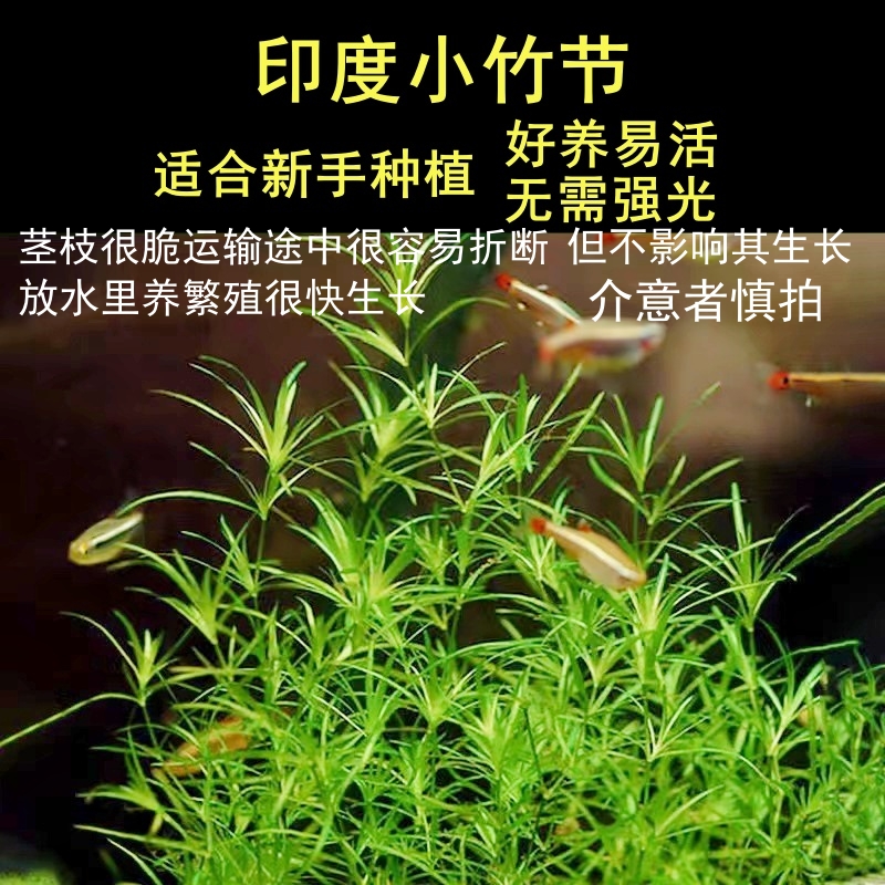 金鱼藻印度小竹节狐尾草水草新手鱼缸造景装饰