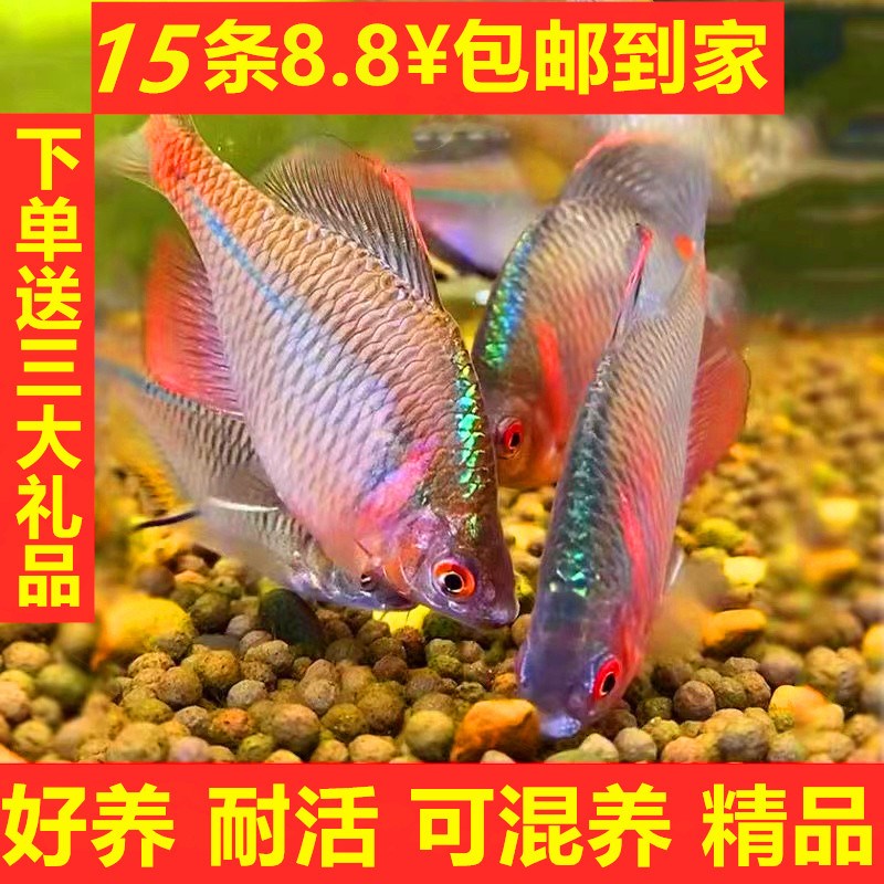 鳑鲏鱼观赏鱼冷水鱼原生鱼七彩旁皮鱼高体旁皮活体小型淡水鱼好养