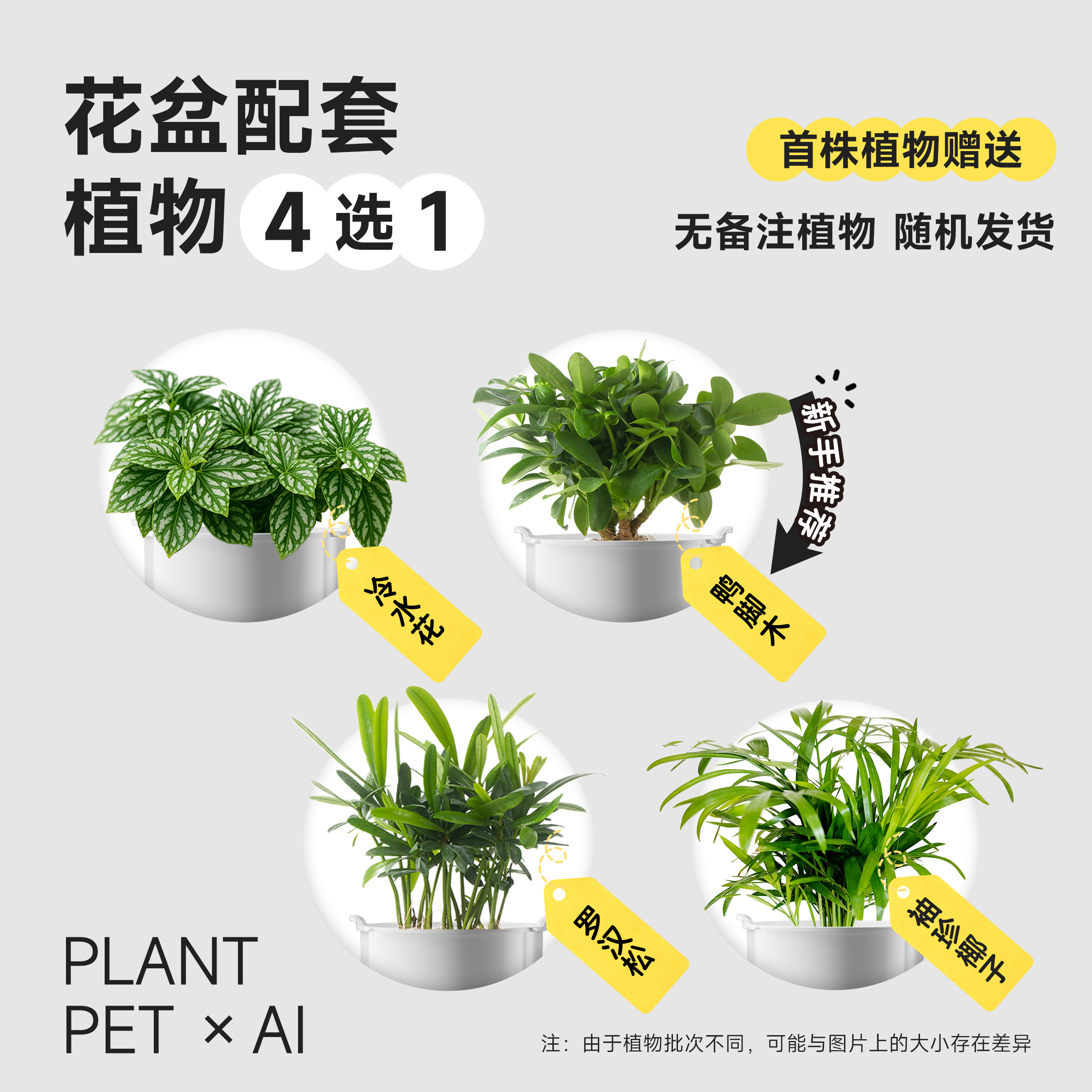 袖珍椰子 罗汉松 冷水花 鸭脚木 四选一