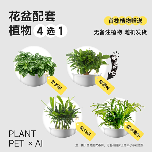 （二代植物）袖珍椰子 罗汉松 冷水花 鸭脚木 四选一