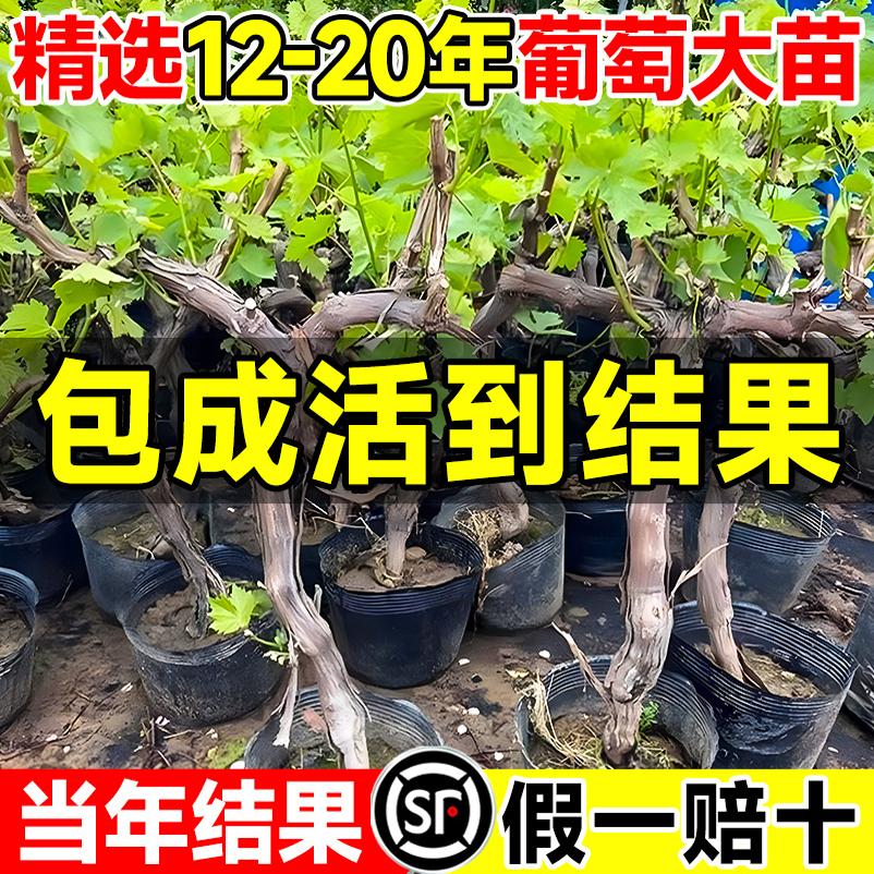 庭院特大巨峰葡萄树苖阳光玫瑰盆栽南方北方种植地栽爬藤葡萄树苗