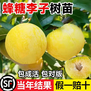 蜂糖李子树苗嫁接特大晚熟脱骨青脆李子果树苗南北方种三华李树苗