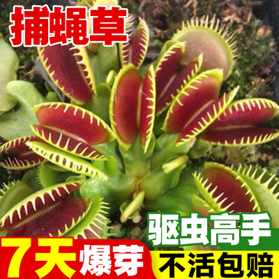 捕蝇草种子食虫草食人花籽驱蚊草捕蚊草食蚊草捕虫草趣味桌面盆栽