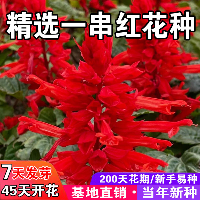一串红盆栽花籽四季播种开花易活高矮杆园林工厂景观绿化花卉种子