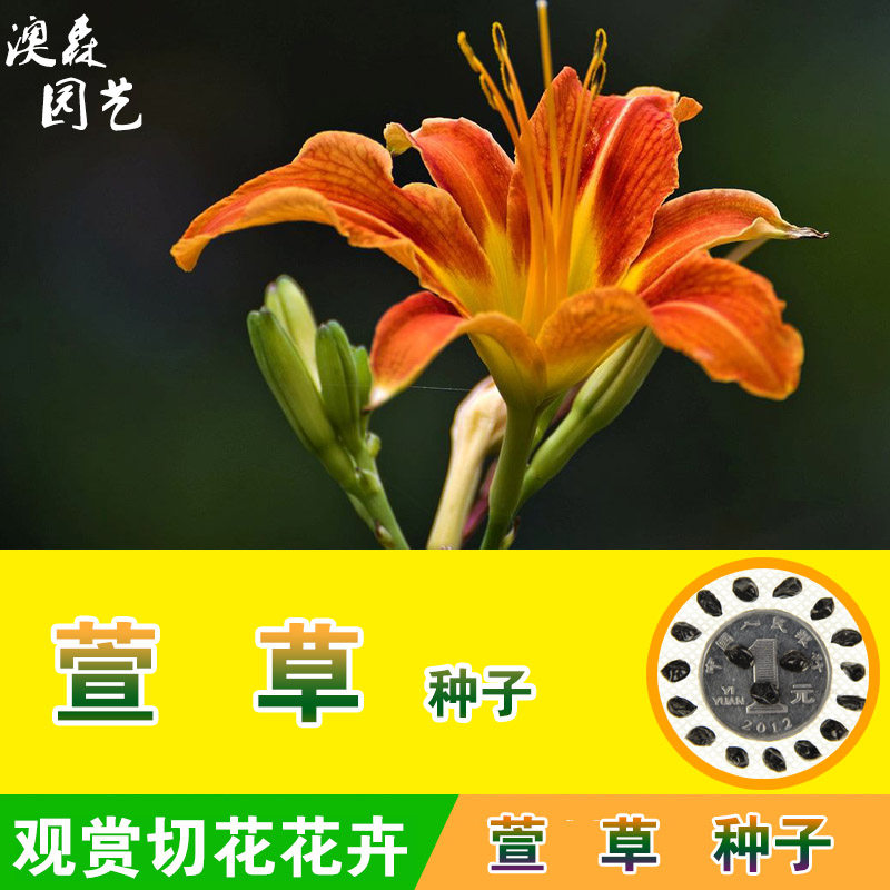 萱草种子大花萱草金娃娃金针黄花菜忘忧草宜男草疗愁花园盆栽阳台