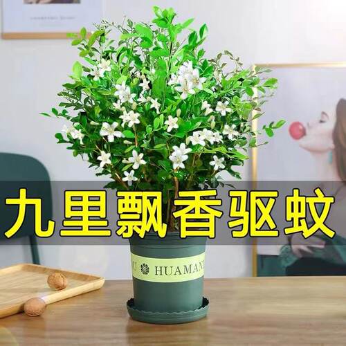 花色如雪 满室飘香