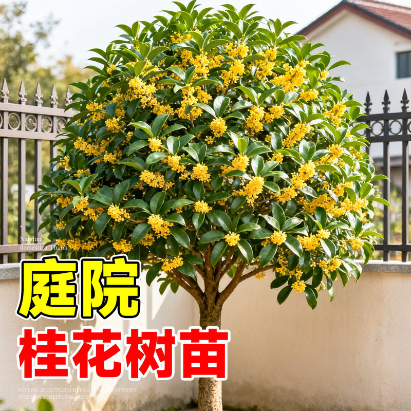 桂花树苗大树八月金桂庭院地栽室外阳台植物四季开花室内好养花卉