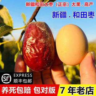 新疆和田大枣树苗耐寒大红枣果树果苗特大鸡蛋枣苗活苗南北方种植