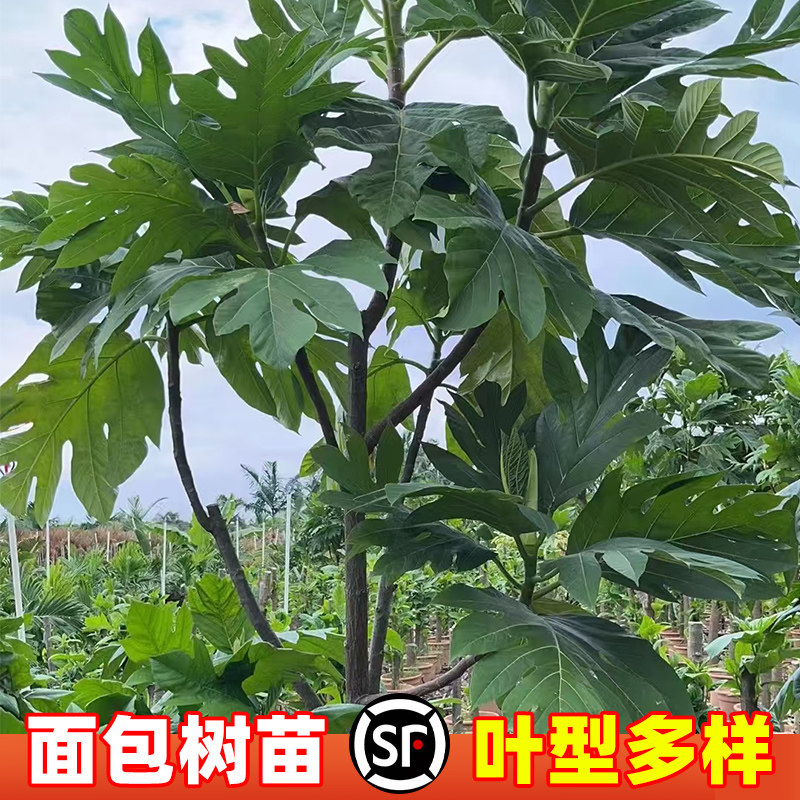 面包树苗盆栽绿植小特大号图片