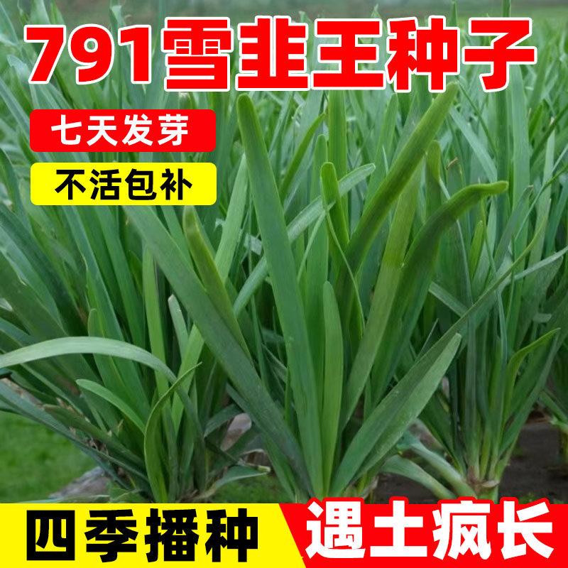 791雪韭王韭菜种子紫根韭菜籽四季韭菜种籽宽叶大叶耐热耐寒高产