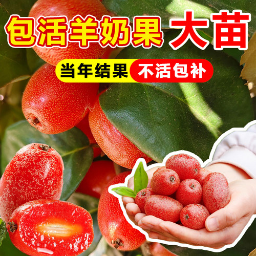 羊奶果苗嫁接盆栽特大鲜果德甜二号果树果苗南北方庭院种植好养活