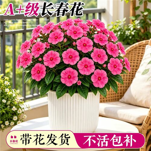 长春花重瓣盆栽带苞大苗四