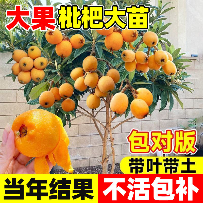 枇杷树果苗当年结无核大五图片