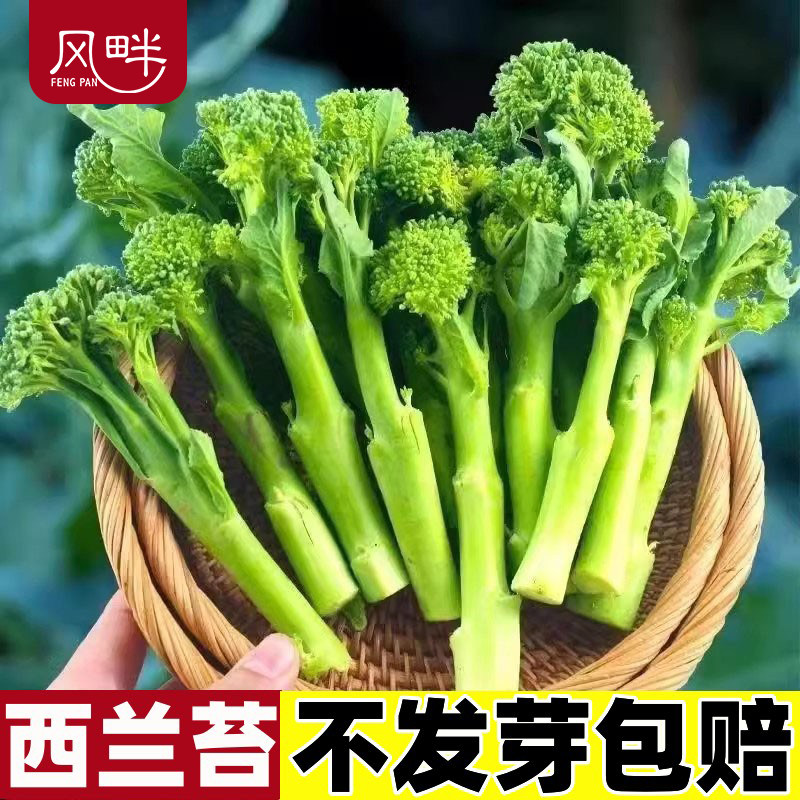 西兰苔种子芥兰种籽西兰花有机四季菜苔芥兰菜心阳台盆栽蔬菜种孑
