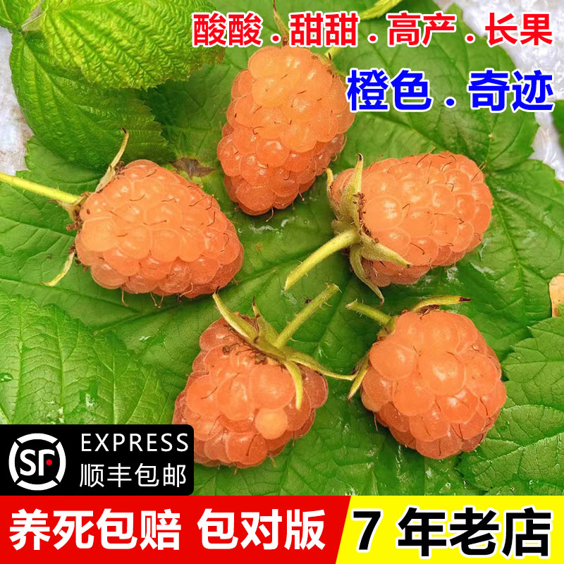 橙色奇迹树莓苗野生覆盆子金秋黄树莓果苗盆栽南北方种植当年结果