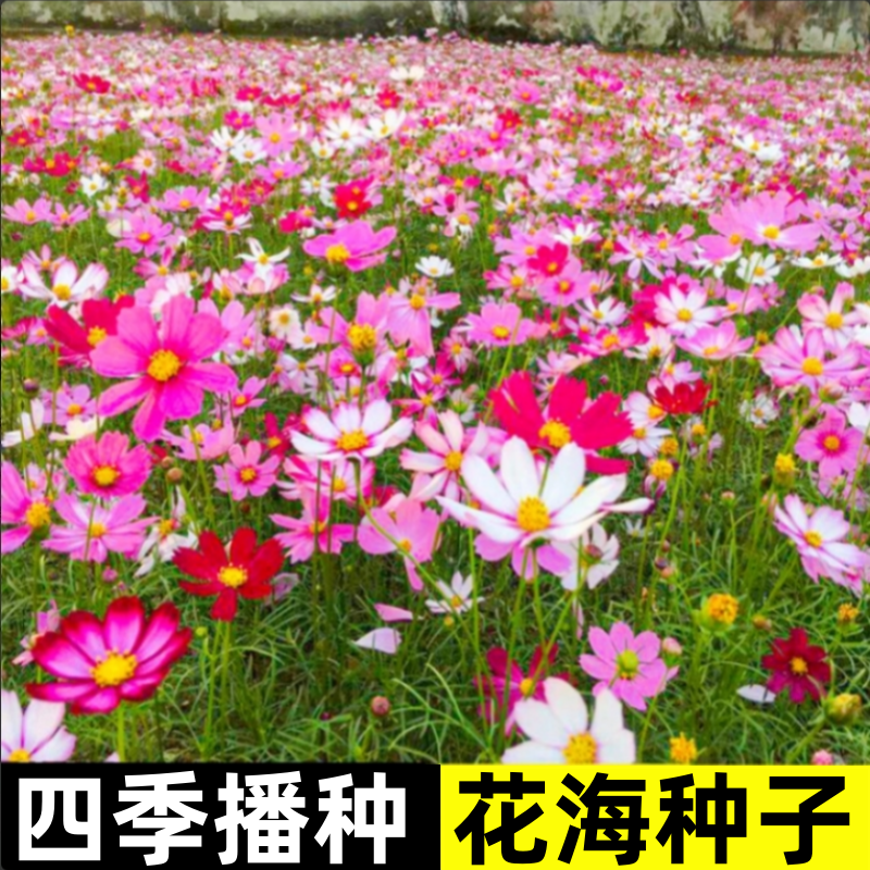 波斯菊花籽格桑花种籽子四季播种开花七彩野花组合种孑庭院花海