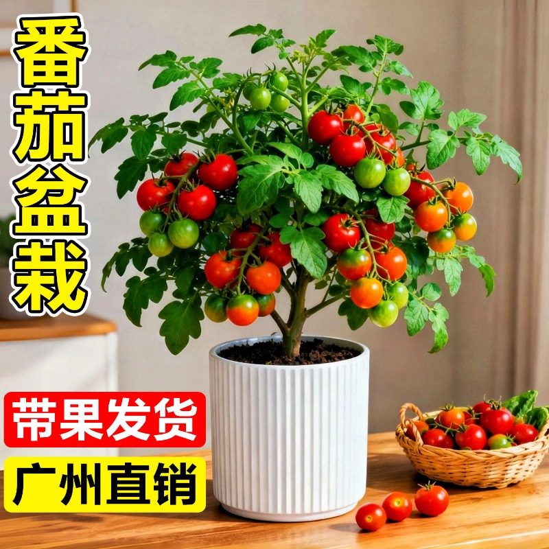 矮生盆栽番茄苗带果可食用小西红柿千禧圣女水果室内阳台四季结果