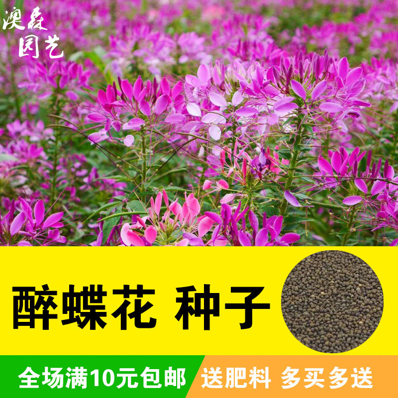 醉蝶花种子室内室外阳台庭院紫龙须易活花种籽四季春夏秋冬盆栽花