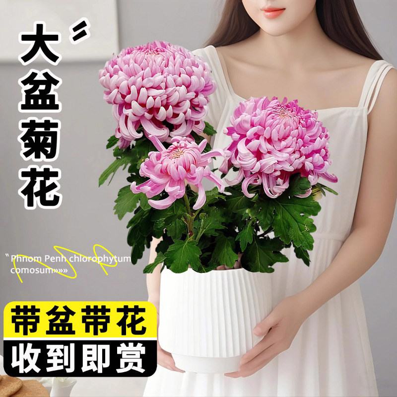 菊花盆栽特大苗带苞国华四