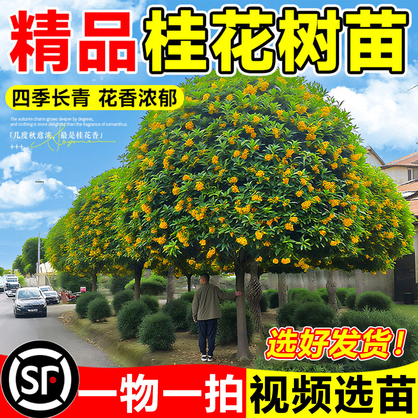 桂花树苗庭院地栽金桂四季桂盆栽八月桂浓香型别墅南北方耐寒绿化