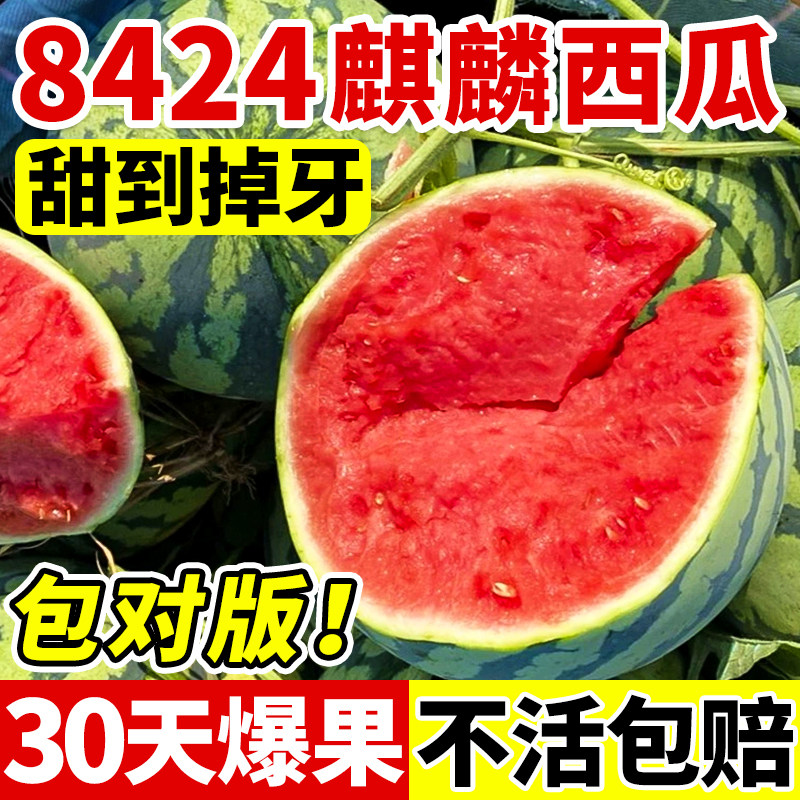 8424冰糖麒麟西瓜苗早佳懒汉无籽美都黄壤西瓜秧苗盆栽地栽阳台苗