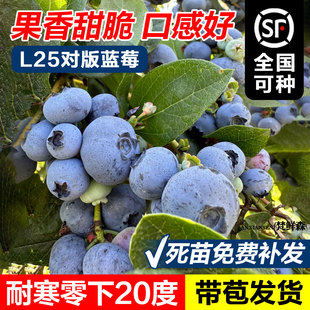 l25蓝莓苗盆栽南方别墅种植北方庭院耐寒地栽果树兔眼蓝莓树果苗