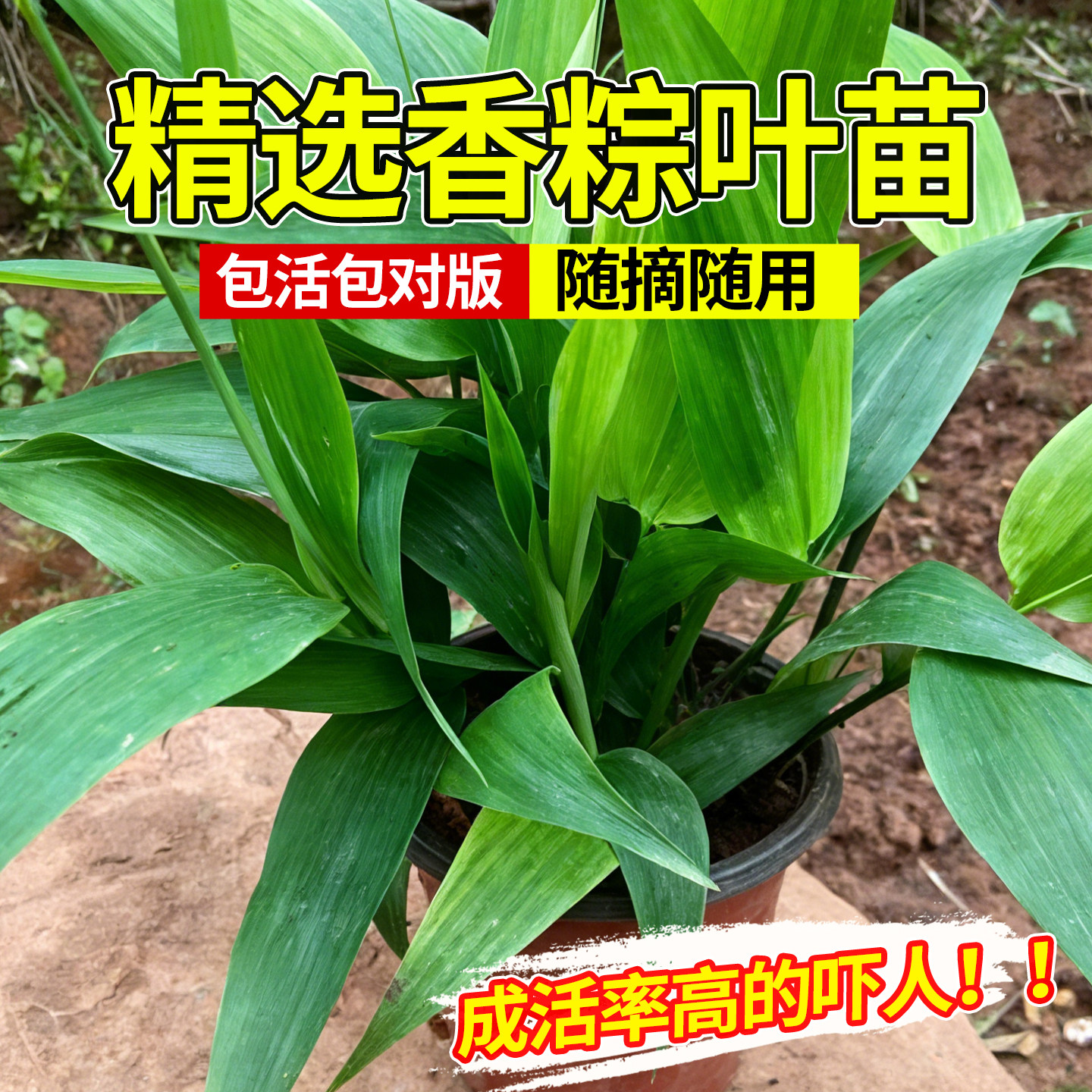 粽叶树苗现挖箬竹包子庭院图片